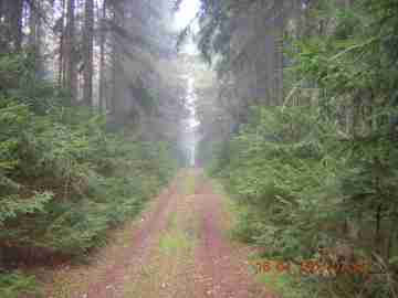 Bývalá trať, dnes lesní cesta