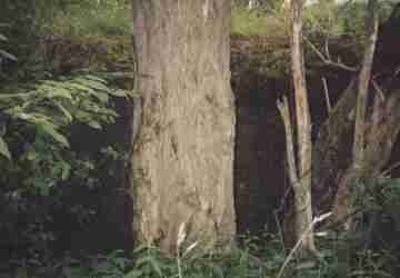 eln stna bunkru v roce 1995